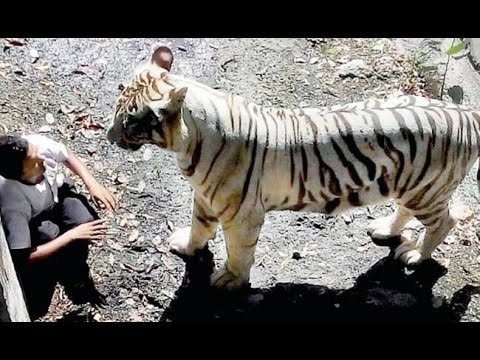 參觀動物園 學生 掉落 老虎區