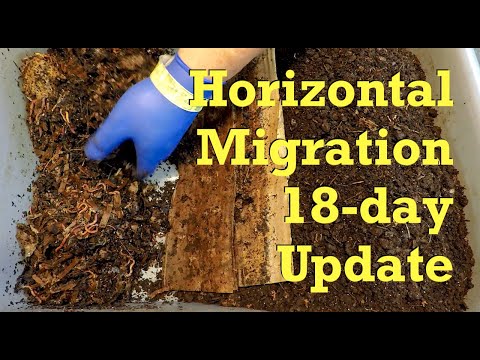 18th day of worm migration in 173 day old ANC bin - vermicompost