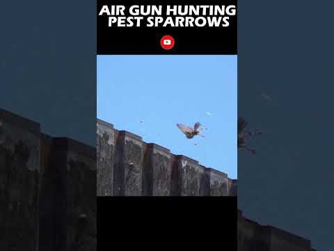 , title : 'IS AIR GUN HUNTING SLUGS THE BEST FOR PEST HUNTING? I #airgun #hunting'