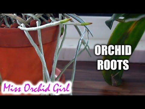 , title : 'Orchid roots - Purpose, features and debunking myths'