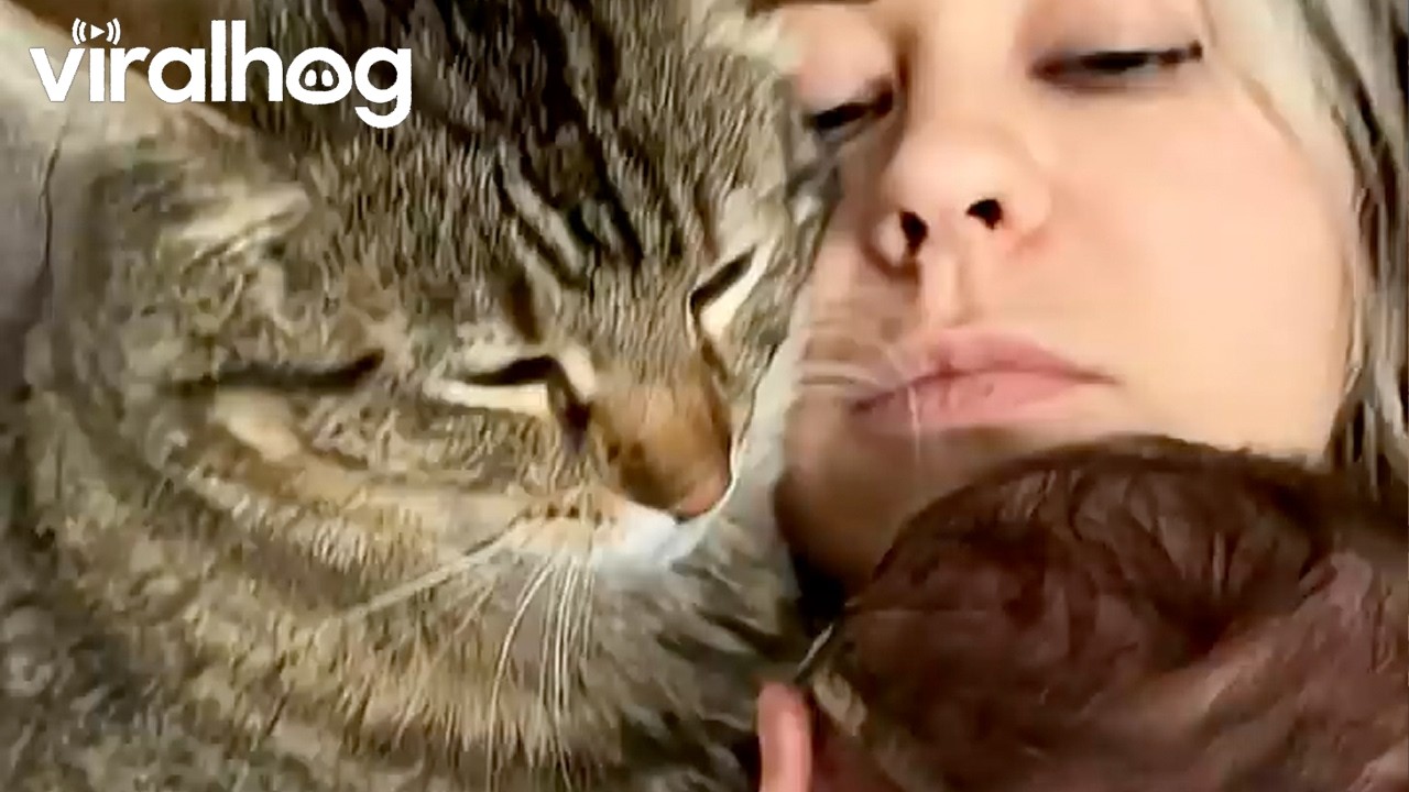Jealous Cat Pushes Baby Away to Steal Cuddle Spot || ViralHog