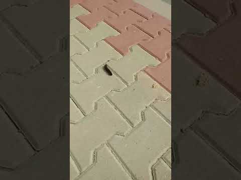 Rodzina słoikowskich