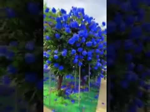 beautiful flowers 🌹🌺🌹🌺🌺❤️❤️❤️❤️❤️