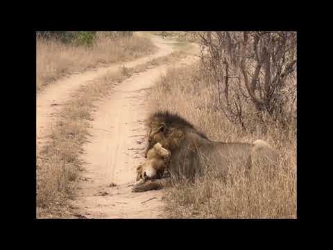 Nkhulu Male Lion killing Sand River Cub | Lion Warfare
