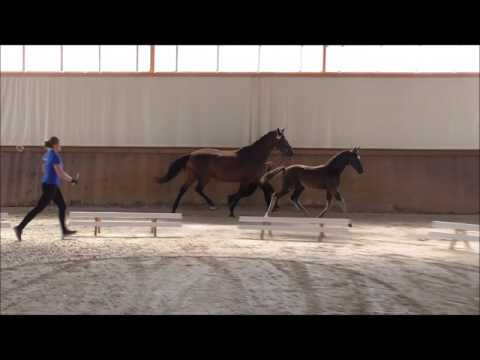 Hengstfohlen v.  Danone