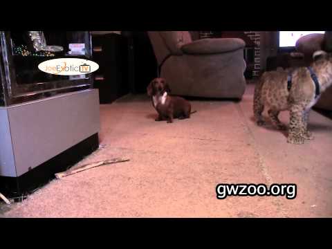 GW Zoo Animal Spotlight With Travis - Rabbit