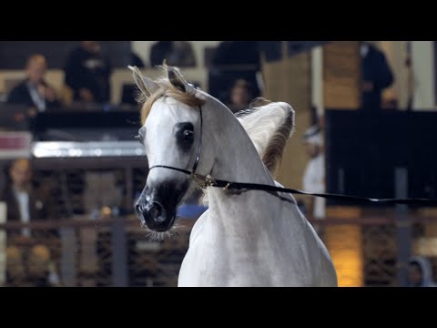 D E’NAYAH - Yearling Fillies Contender, KIAHF 2023 Peninsula Show