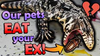 Feeding Exes to our Reptiles for Valentine's Day! (2026)