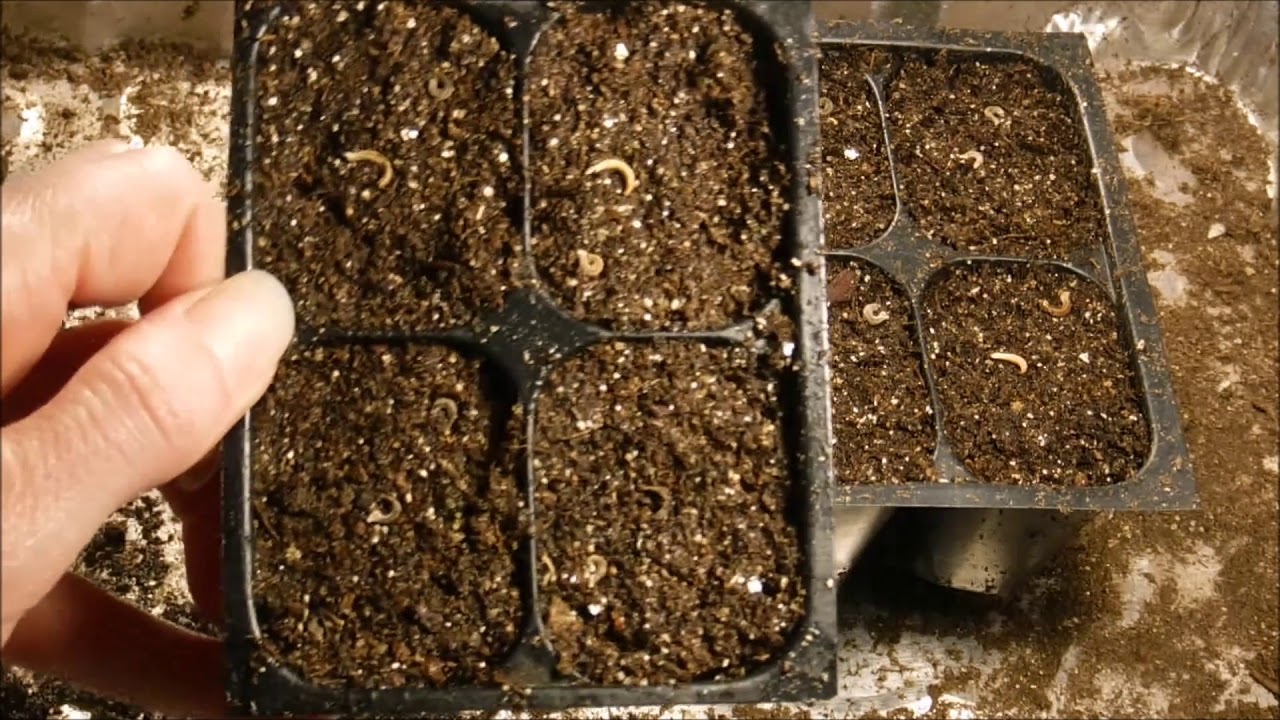 how to grow calendula from seed, how to start calendula from seed - YouTube
