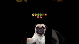 pitbull dog 🐕🐶 technology