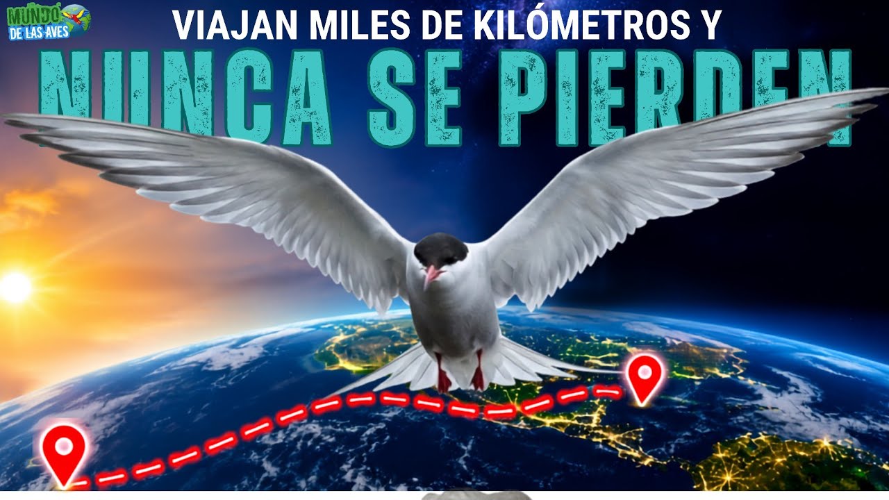 ¿Por Qué las Aves NUNCA se Pierden Durante sus Migraciones?