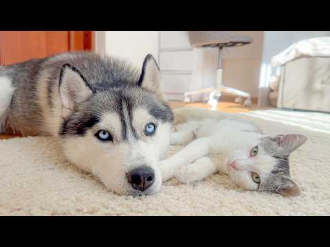 YouTube 썸네일