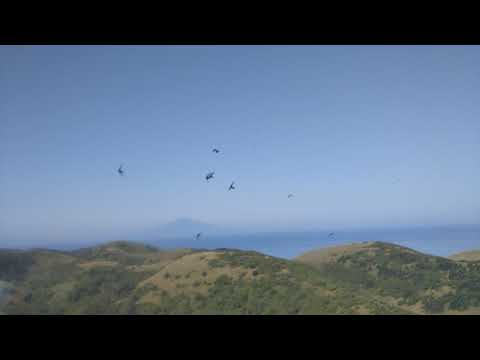 Una golondrina llegó a la Torre Conmemorativa del Centenario de la ciudad de Wakkanai