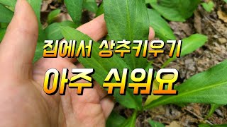 집에서 생전 처음 상추 씨앗파종 하여 키워보기 파종 하고 6일된 모습 이걸 키워 상추대장아찌 까지 도전