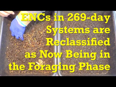 "Officially" foraging now (since last check-in actually) in the 269-day ENC worm bins - vermicompost