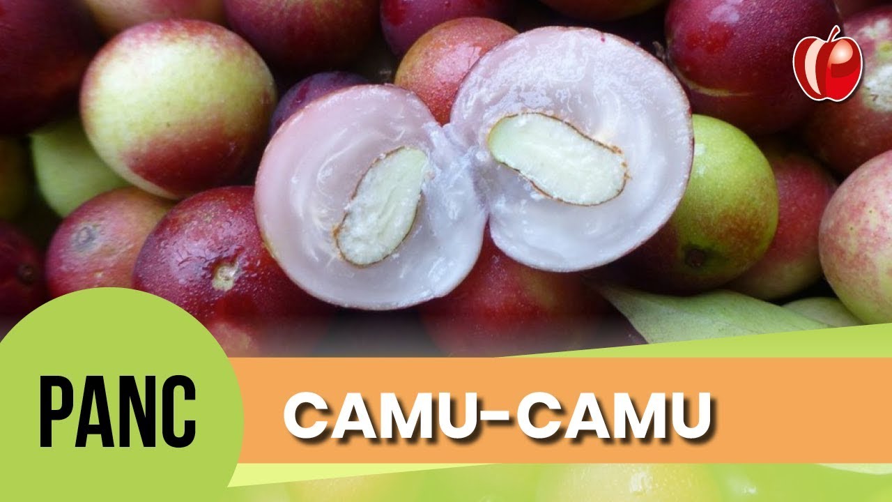 Camu-camu | Conhecendo as PANC | VP Nutrição Funcional