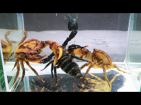 Emperor Scorpion vs 2 Crabs Underwater