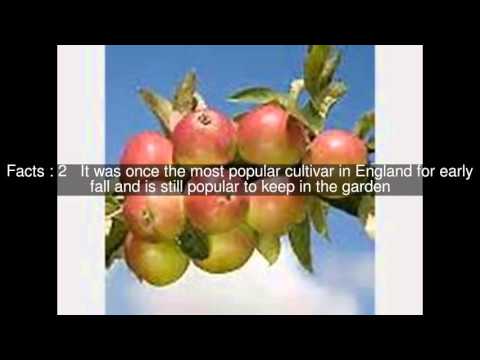 Worcester Pearmain Top  #5 Facts