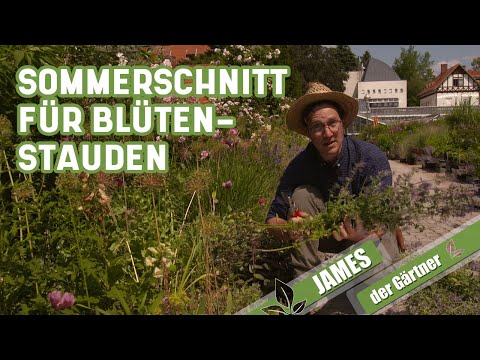 Mit diesem Schnitt blühen Stauden noch einmal | James der Gärtner
