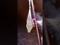 Cracker Lifehack Experiment Shorts