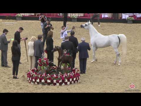 N 206 AL JOHARA AL WAAB   10th Qatar International Arabian Peninsula Horse Show 2020   7 10 Years