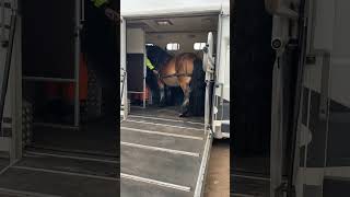 Peugeot BOXER horse truck | Image 4 - Autoline
