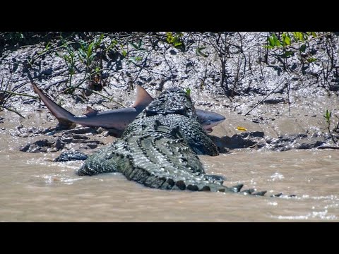 Самый большой крокодил, способный плавать в море - ГРЕБНИСТЫЙ КРОКОДИЛ В ДЕЛЕ!