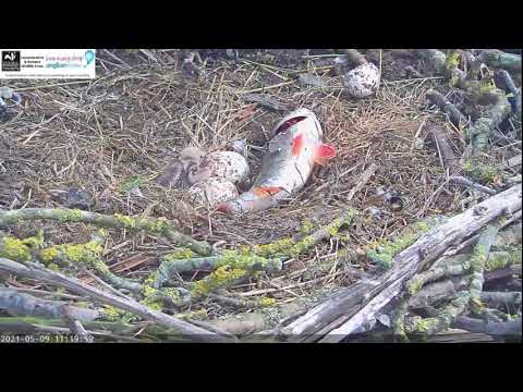 Slo-mo: Battered fish? No, Rutland Osplet battered by a fresh flapping fish!  9 May 2021
