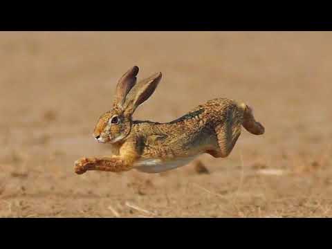 RABBIT/YABANTAVSANI #trending #reels #shorts #tiktok #hunting #nature#follow