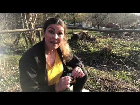 Odla Solrosor 3 tips och några knep och sådd av solros i trädgården eller odla i kruka