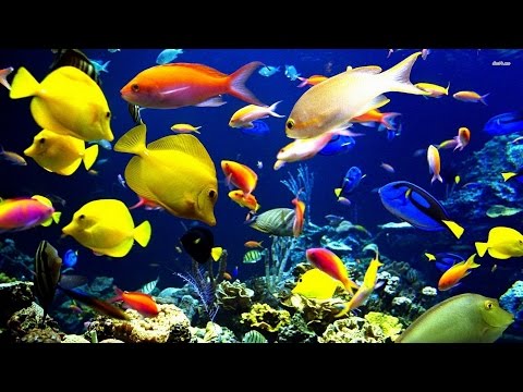 Freshwater Fish * Aquarium Tropical Fish by HT BabyTV
