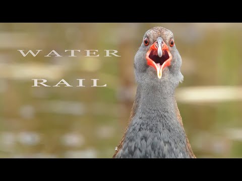 Chriaštieľ vodný (Rallus aquaticus) – volania na jarnej vode