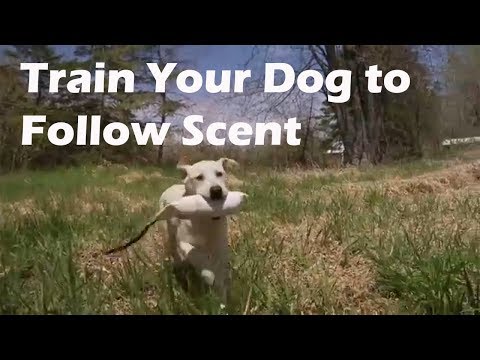 Teach Your Dog to Follow a Scent Trail
