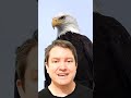 How Eagles Really Sound