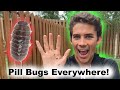 Everything You Need To Know About The Roly Poly