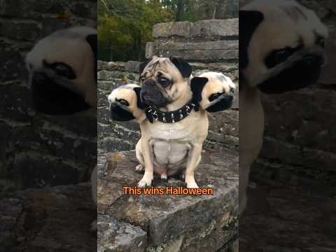 Best costume ever or what?? Doug as Fluffy from Harry Potter