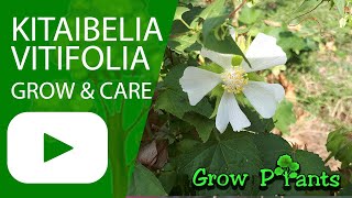 Kitaibelia vitifolia – grow & care (Russian hibiscus)