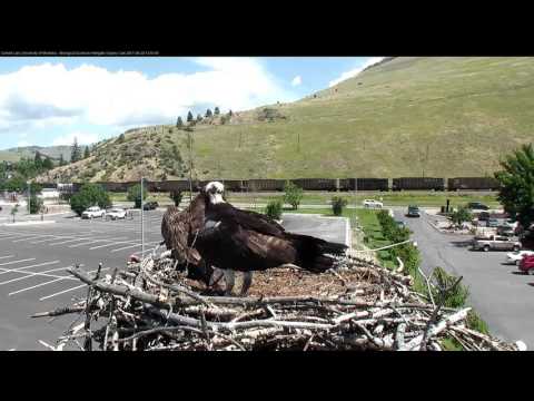 Iris and Louis Arrive in Tandem to the Hellgate Nest – June 28, 2017