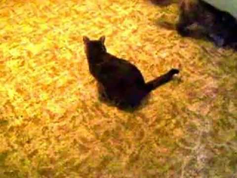 Funny cat doing the booty scoot!