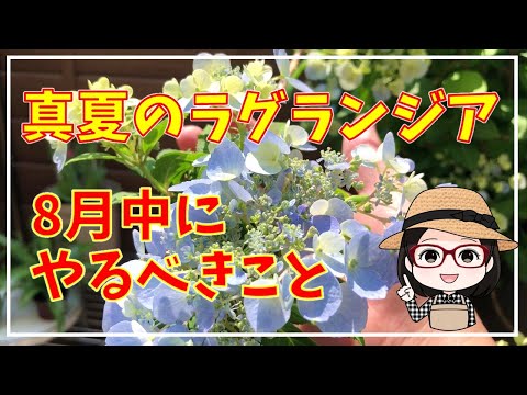 ヴェリカ (Plav)について詳しく解説