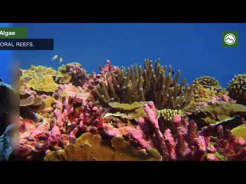 download lagu mp3 mp4 Sea Plants Names, download lagu Sea Plants Names gratis, unduh video klip Sea Plants Names