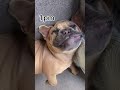Get a frenchie they said… #frenchie #dog #frenchbulldog