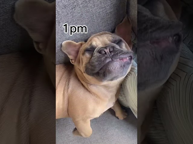 Vídeo relacionado con Funny French Bulldog Frenchie Dog Lovers Owner Camiseta