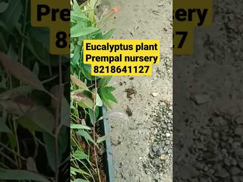 Eucalyptus plant available ll #prempalnursery #bareilly