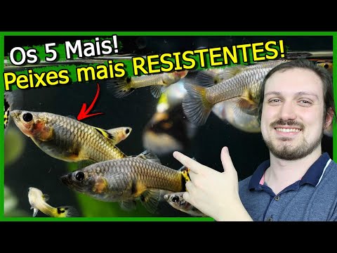 Os 5 Peixes mais RESISTENTES para AQUÁRIO!