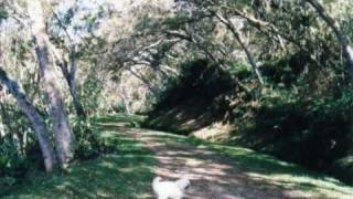 Projet Caprice - Wilco &quot;my darling&quot;