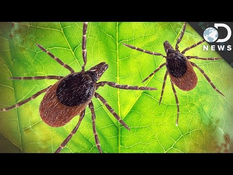 ライム病はどれほど危険か? (How Dangerous Is Lyme Disease?)