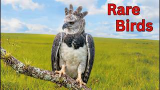 Download lagu Spesies Burung Langka | Burung-Burung Paling Memukau mp3