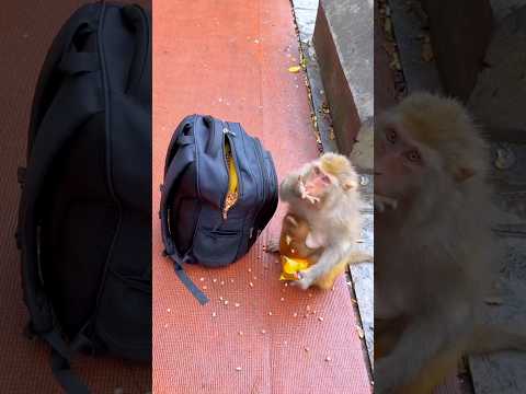 The monkey stole and ate all the peanuts 😮 #shorts #monkey #shortsviral #shortsfeed