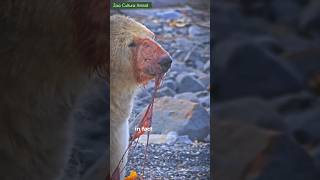 Polar Bears Don&#39;t Bluff: Why Lying Down Could Be Fatal!